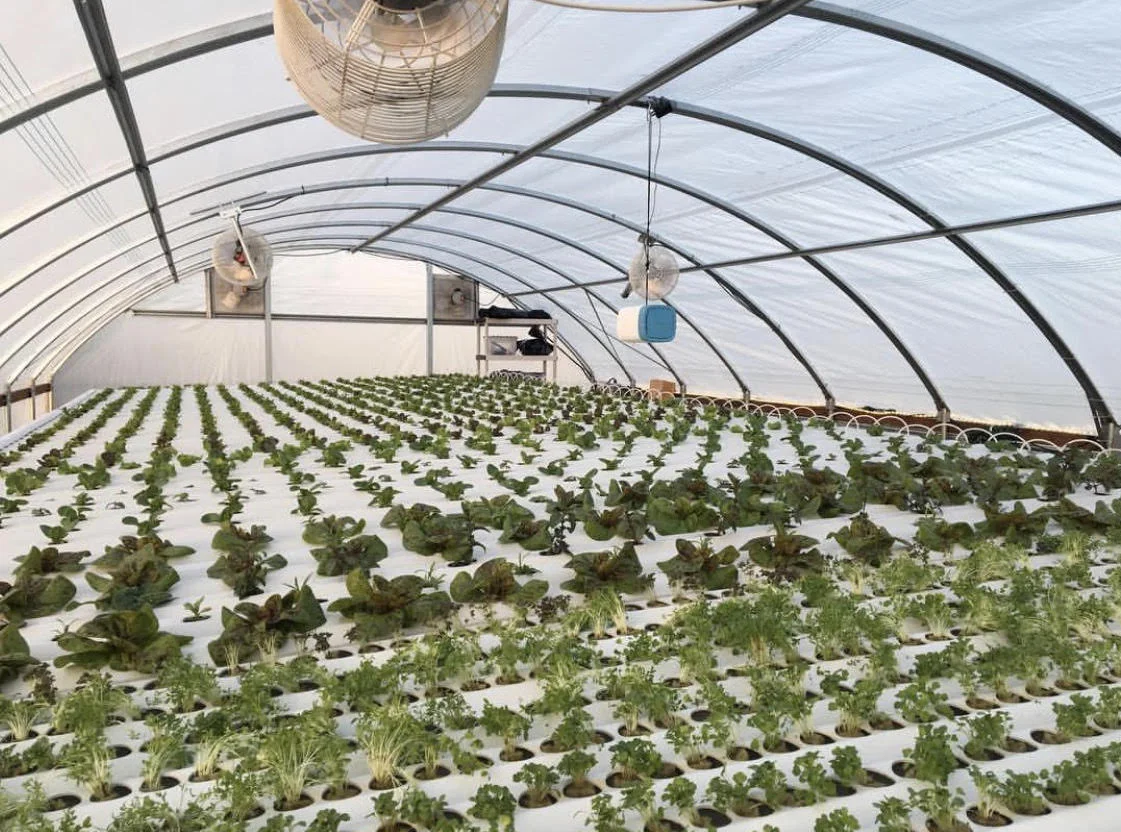 Inside the Plant Vision modular hydroponic greenhouse on Treasure Island, San Francisco — hundreds of leafy greens growing in white channels under a translucent dome.