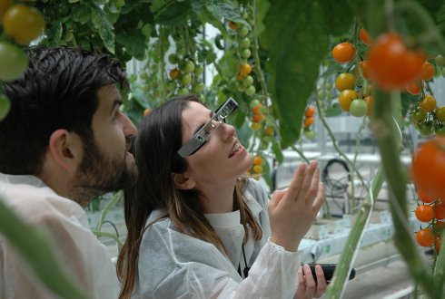 Two horticulturists in white lab coats inspecting tomato vines in a research greenhouse — one wearing smart glasses with a small forward-facing camera, scanning the fruit.